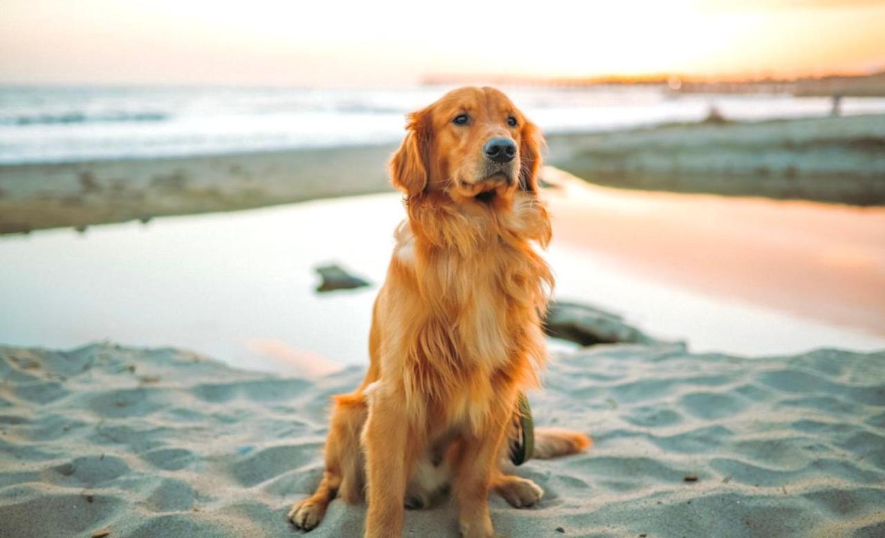 Idyllic Cornish Cottage, Superking Bed, Private Garden Dogs Welcome Truro Dış mekan fotoğraf